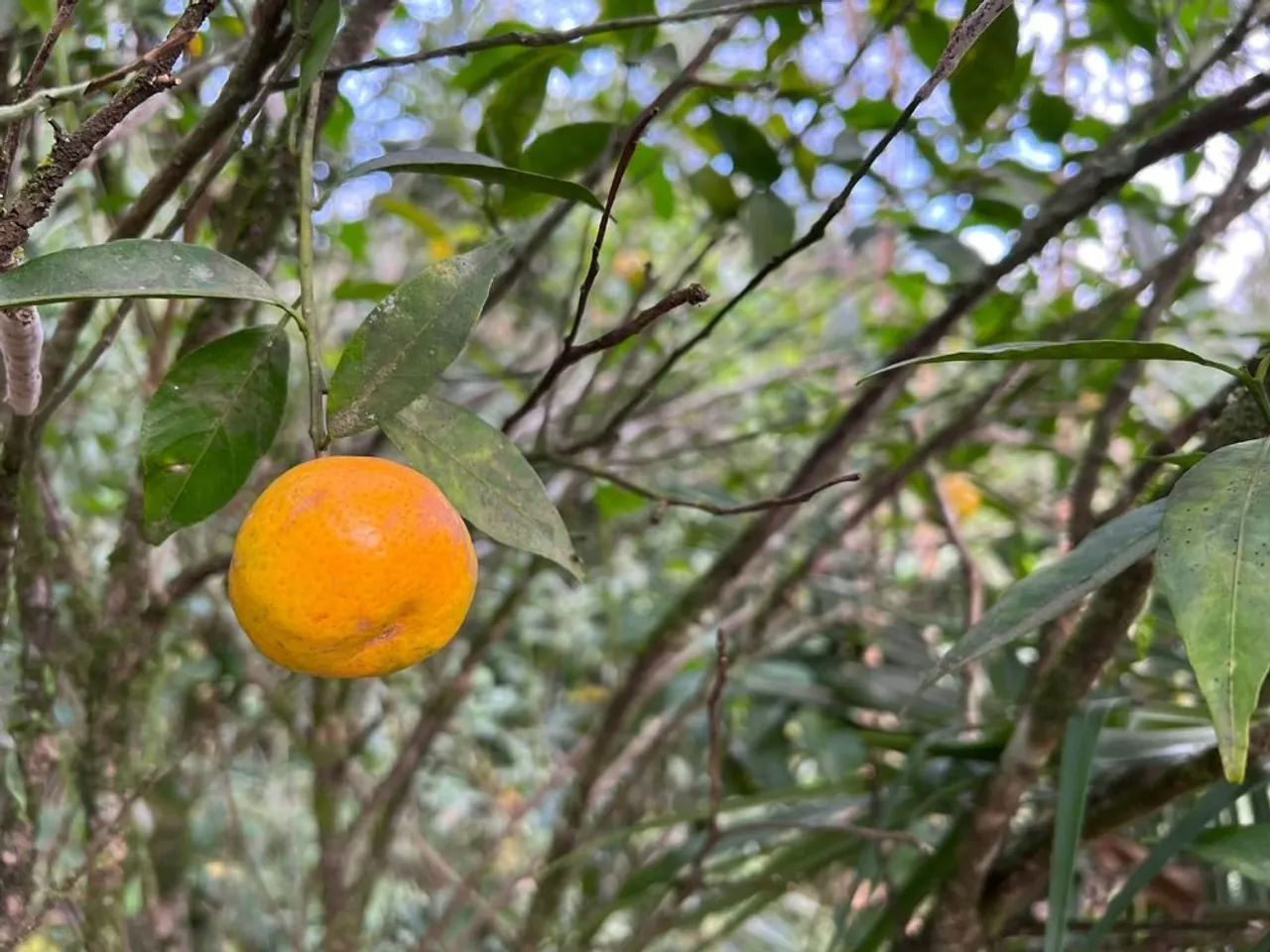 Sítio | Venda | Escalvados - Foto 4