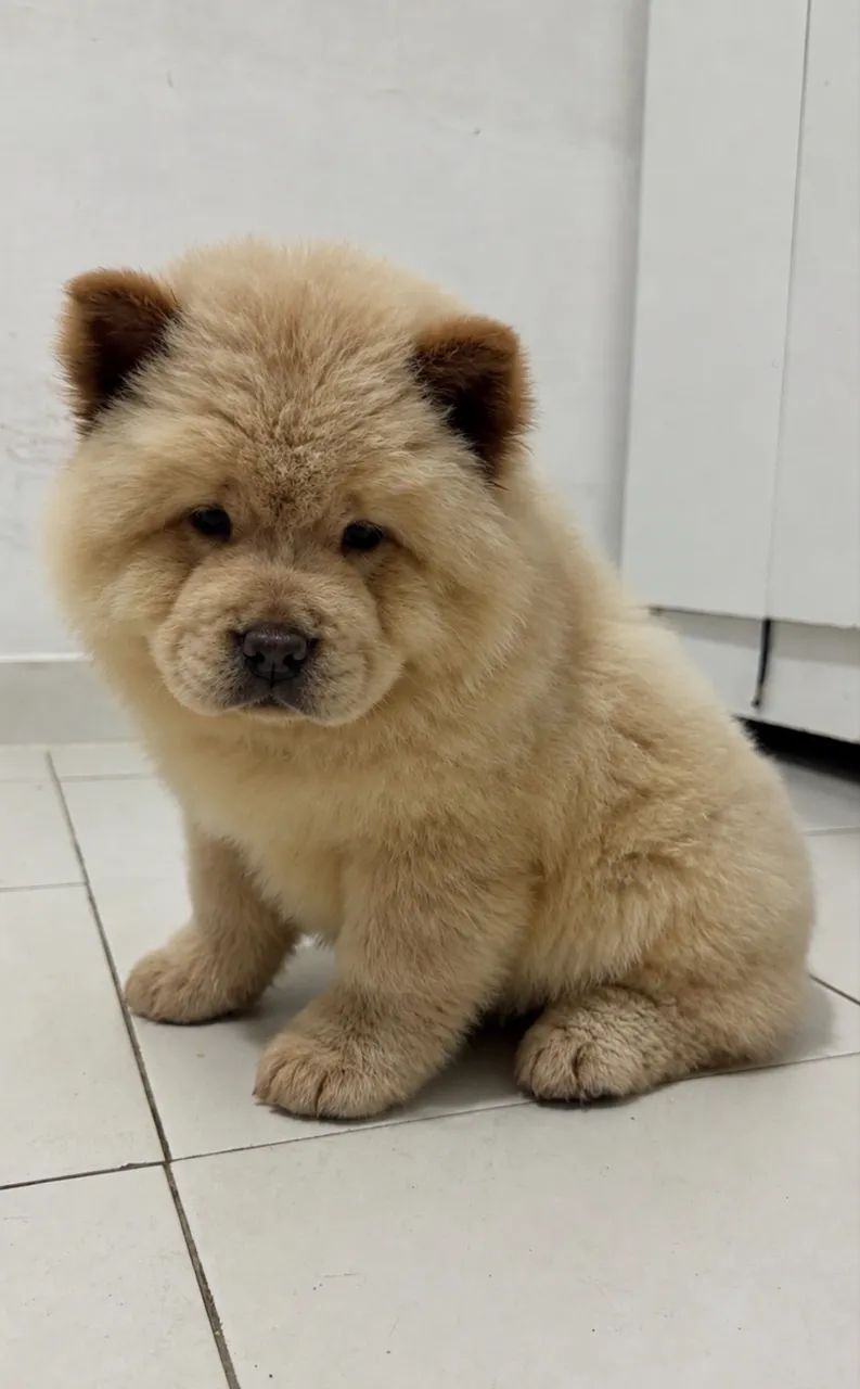 Chow chow americano - Foto 2