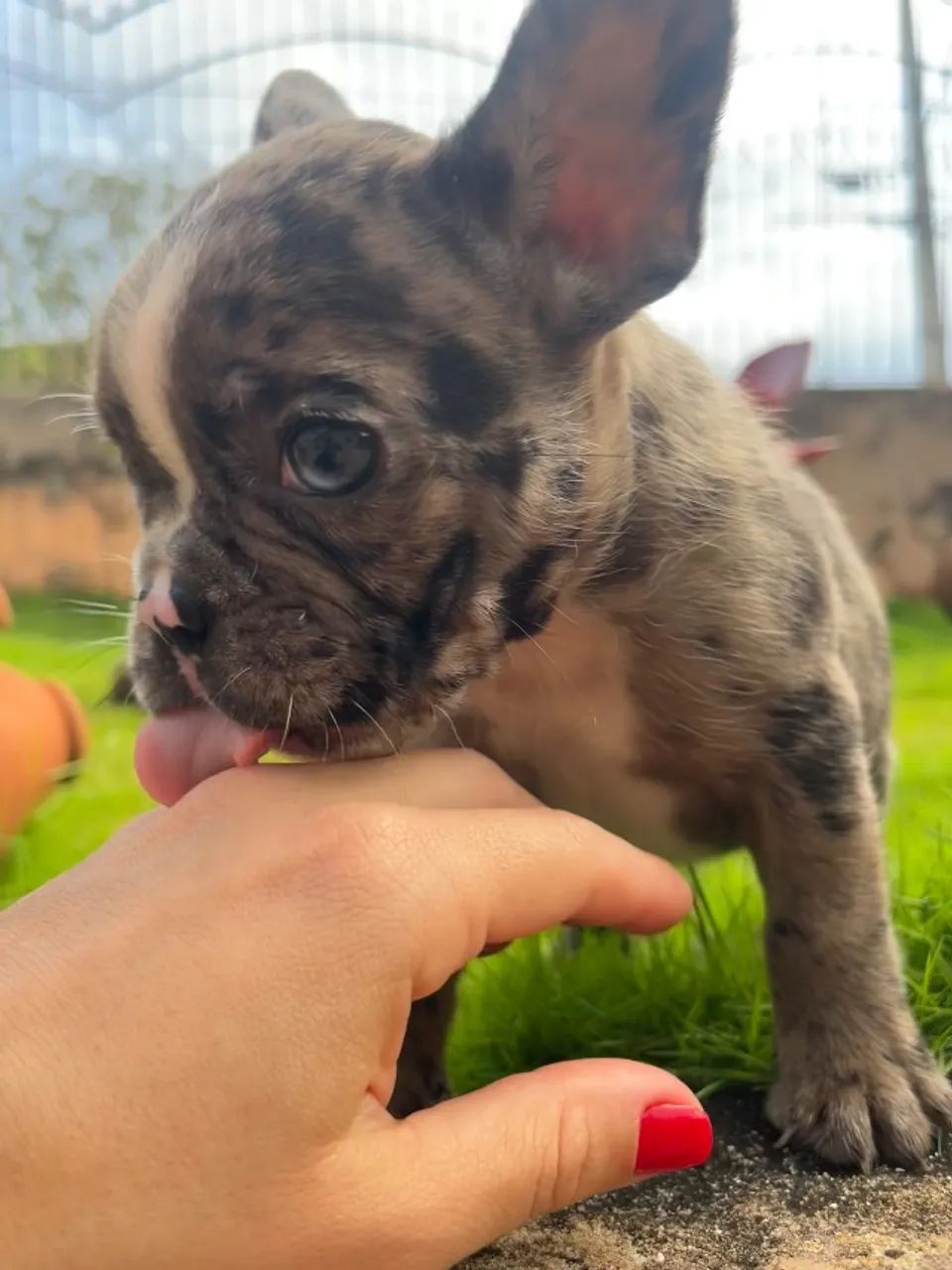 Filhotes Bulldog Francês  - Foto 4