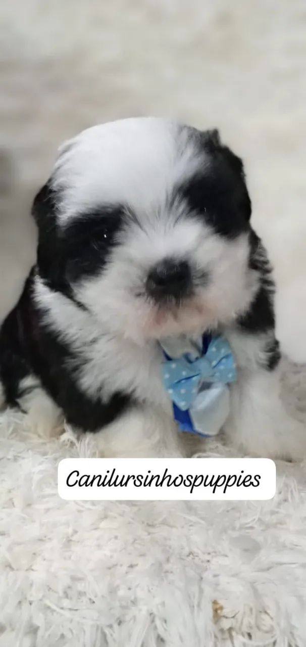 lhasa apso seu bebe esta aqui entrega já 