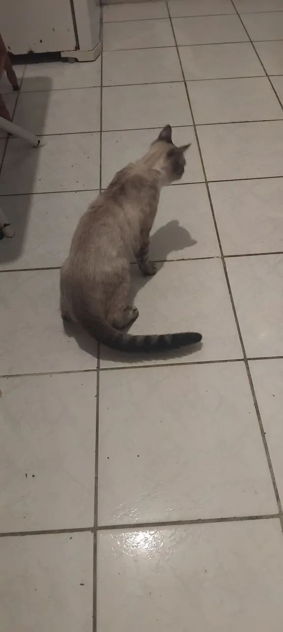 Doando Gato Siamês - Foto 2