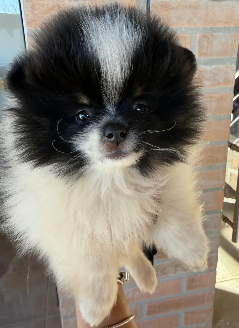 Spitz alemão  - Foto 4