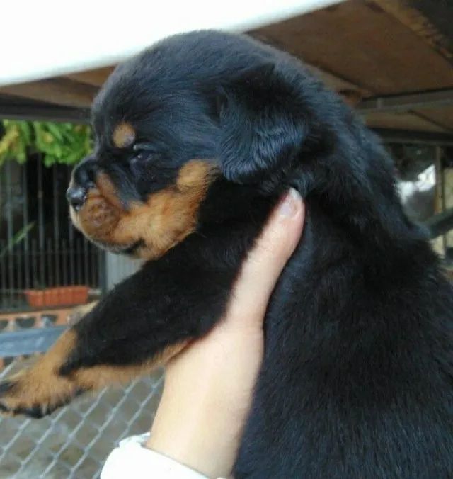 Rottweiler lindos filhotes 
