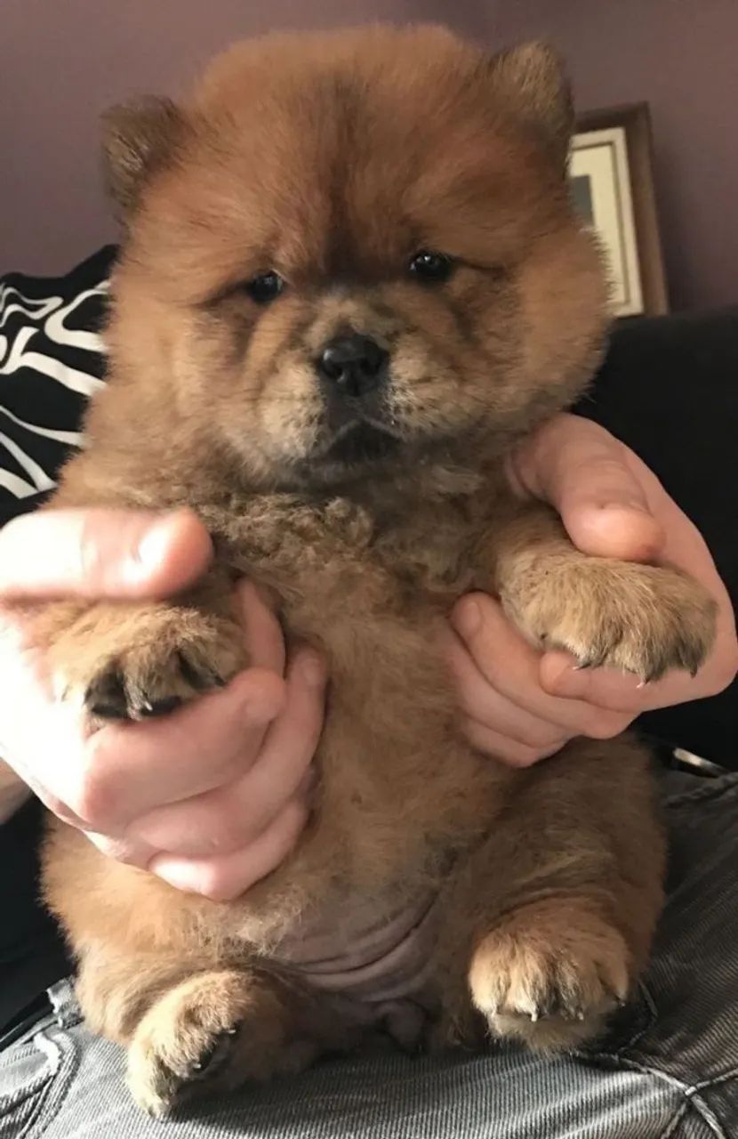 Chow chow alegre 