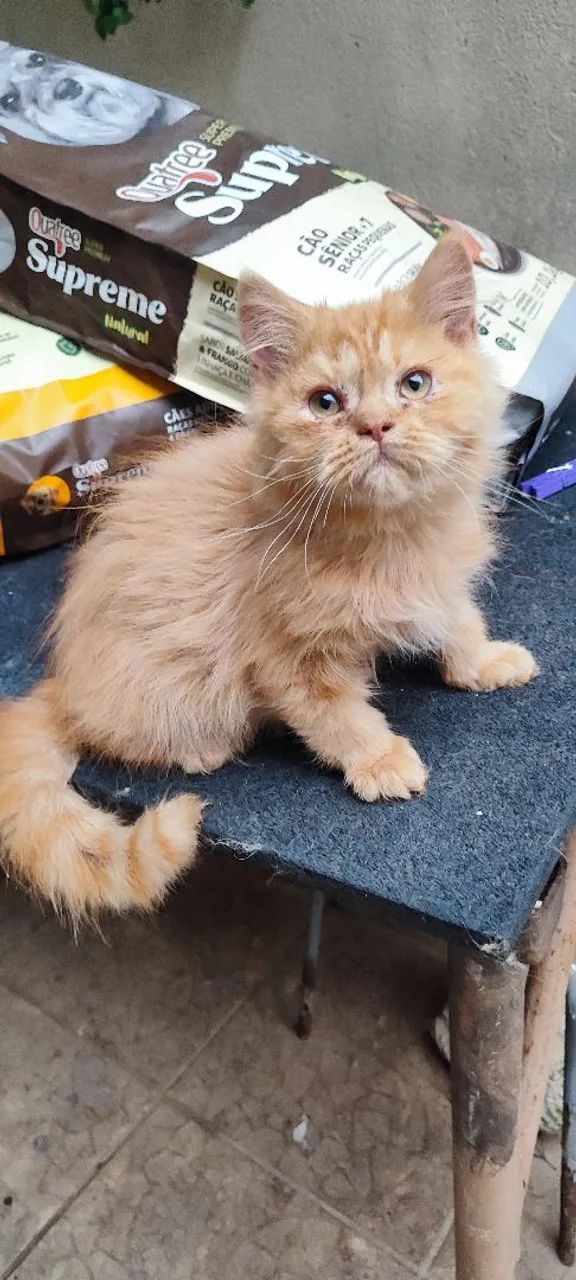  GATO PERSA  - Foto 2