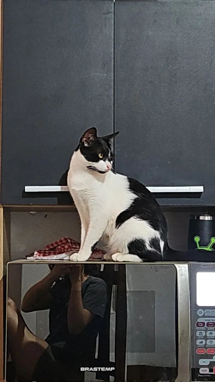 Doando gatos