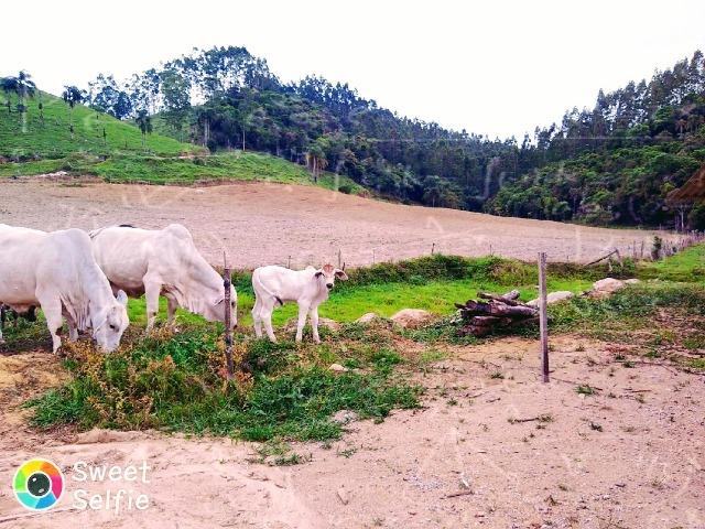 Tourinho Brahman PO
