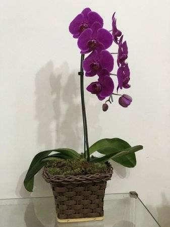 Curso de orquídeas para vendas
