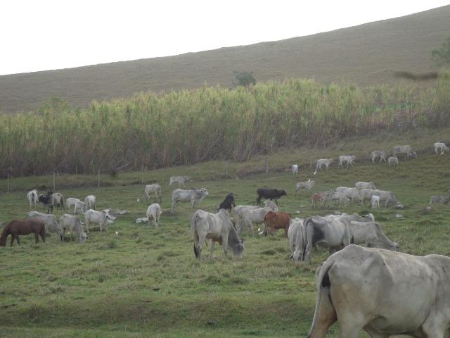 Fazenda de 118 alqueires em Casimiro de Abreu, RJ - Foto 19