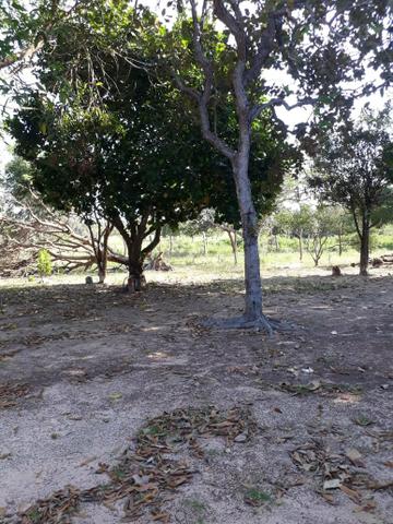 Chácara - Foto 2