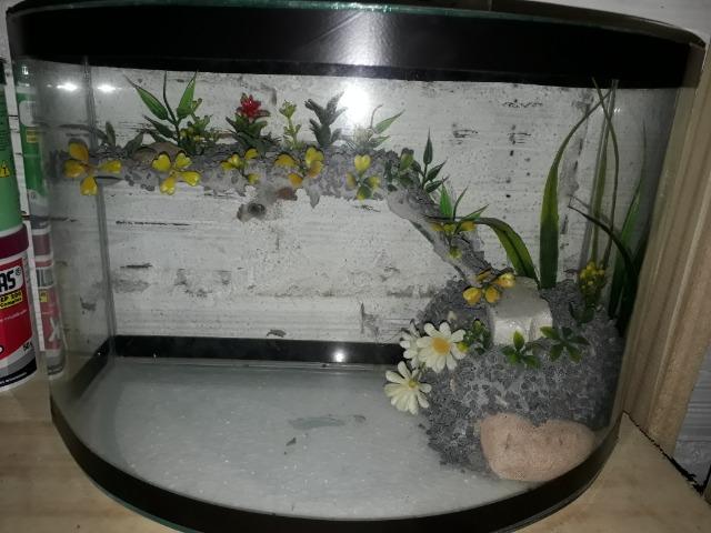 Terrareo com rampa - Foto 4