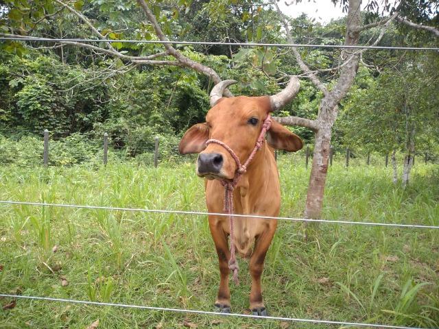 25 hectares a 55 km de Belém lindo Sitio por 200 mil reais Aceito carro na negociação - Foto 20