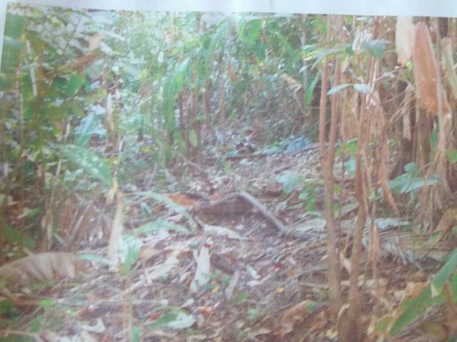 Terreno em Alcântara - Foto 11