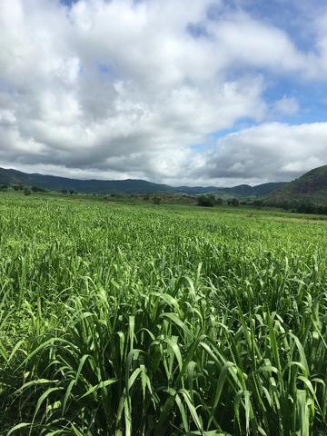 Venda de fazenda