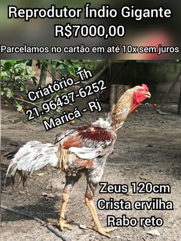 Galo Índio Gigante 1,20