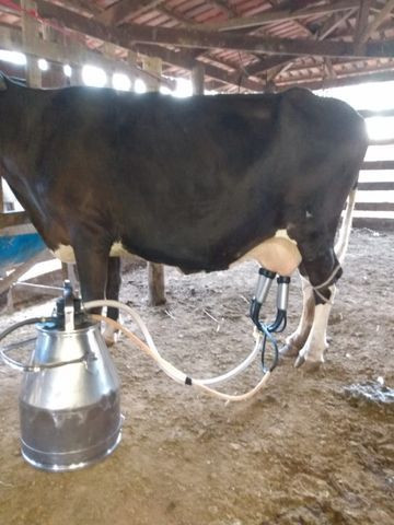 Vaca de leite