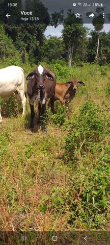 Vaca parida de femea 