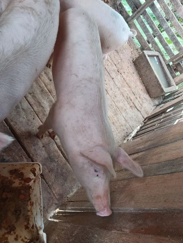 Porcos de 10 meses.