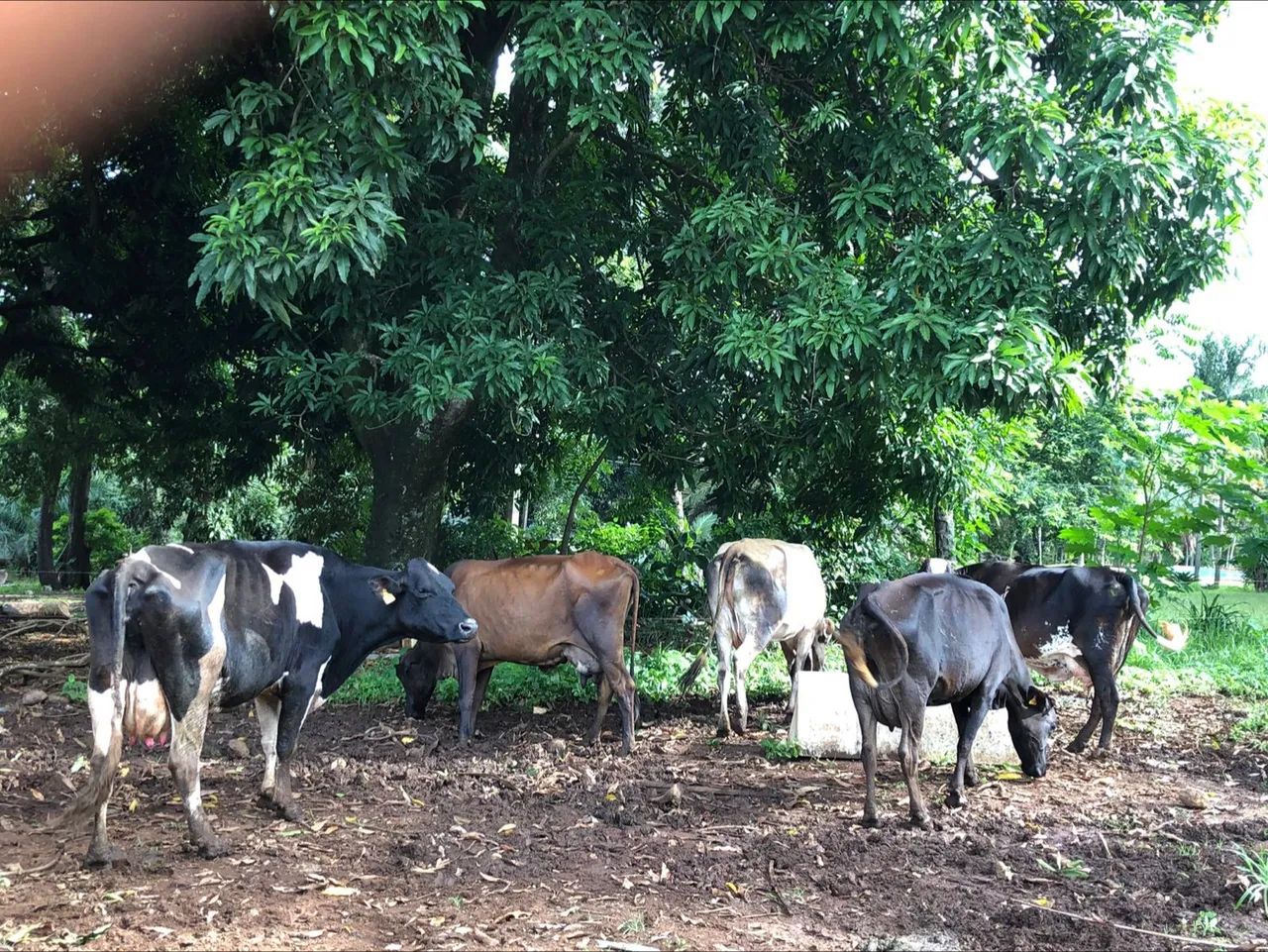 Vende-se Vacas de leite 