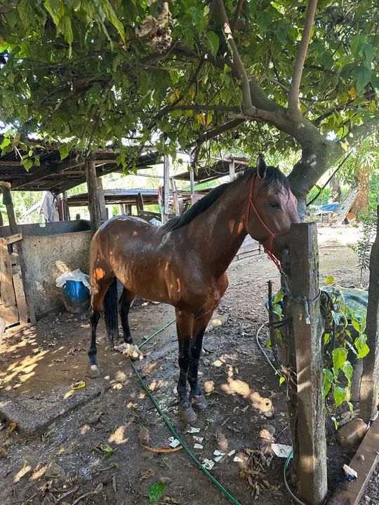 Cavalo manga larga machador inteiro - Foto 5