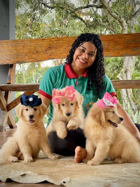 Golden Retriever Filhotes Lindos