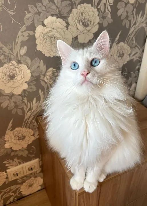 Angorás Turcos, Filhotes Maravilhosos! ENTREGO HOJE. 