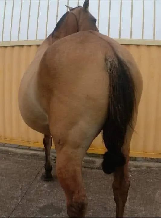 Égua Campolina Prenha Oportunidade/Vantagem! - Foto 2