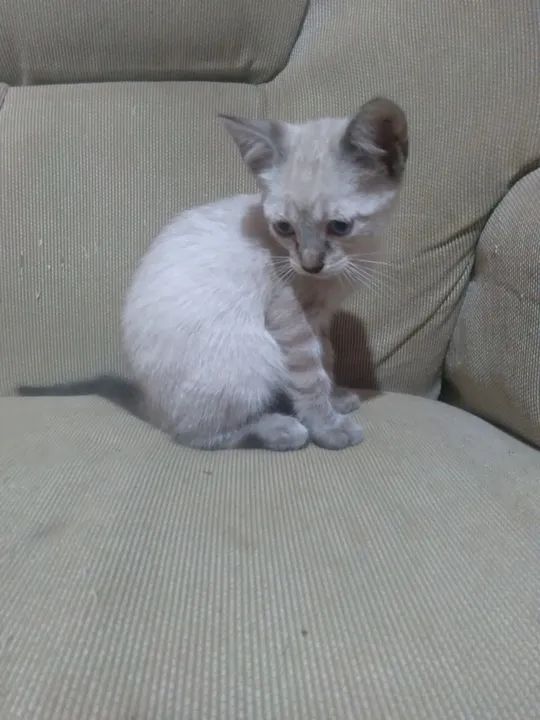 Gatinhas para adoção