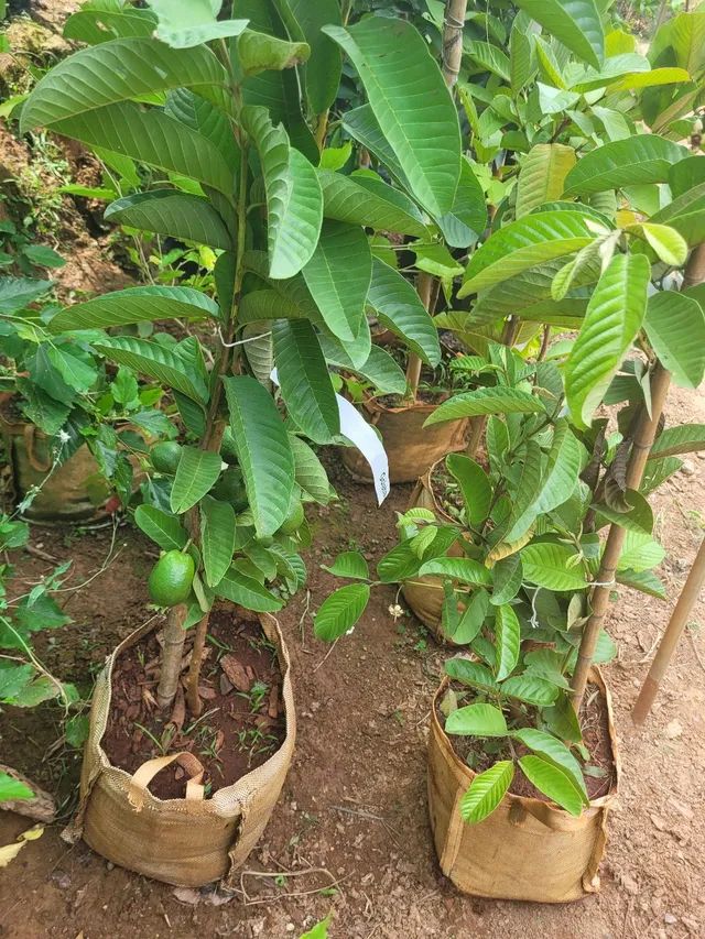Mudas frutíferas enxertadas 