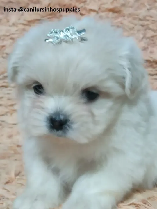Lhasa apso nova ninhada disponível