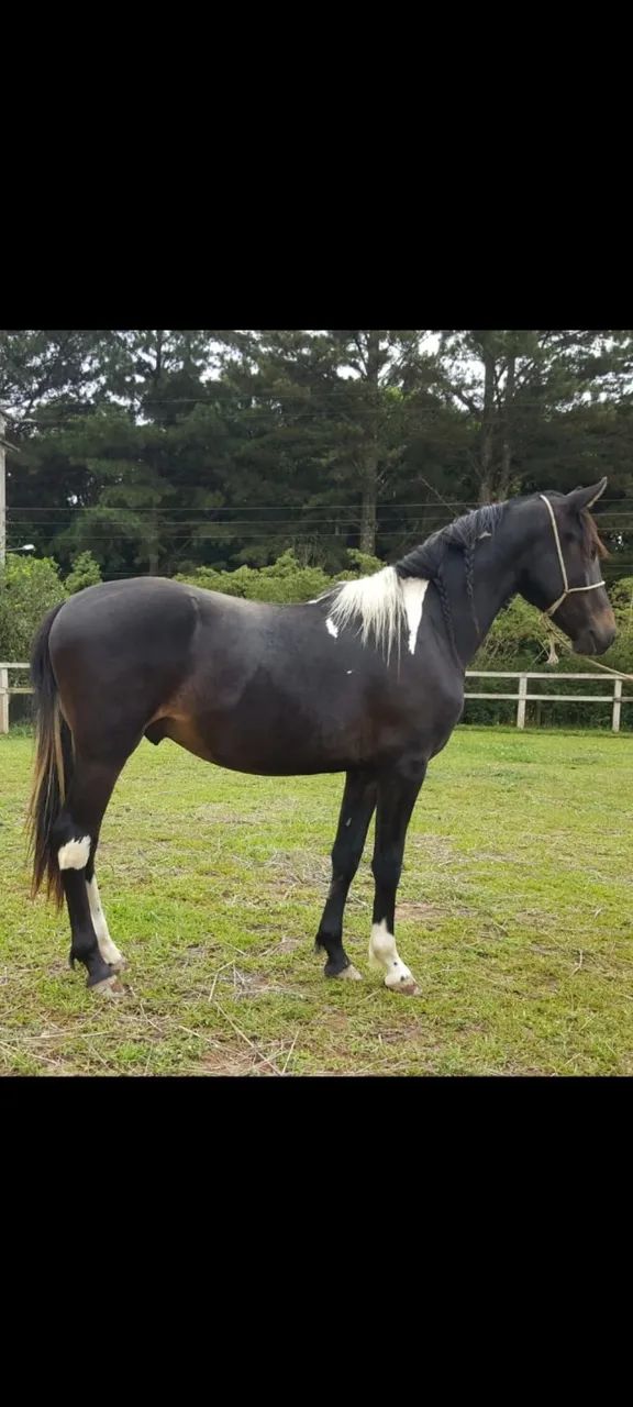 Garanhão MM preto pampa registrado - Foto 5