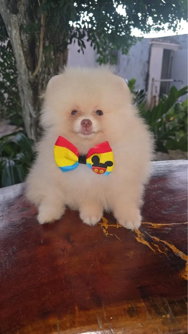 Lindo filhote de Spitz Alemão