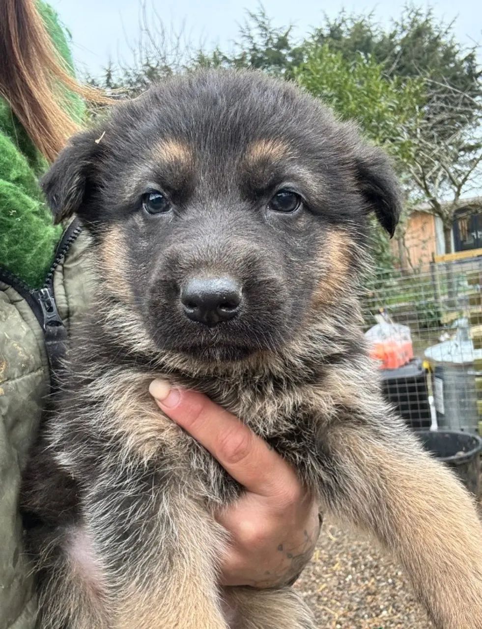 Fofuxos Doguinhos Pastor Alemao  - Foto 2