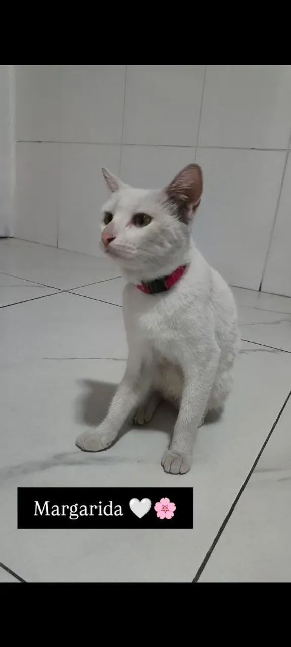 Gata branca disponível para adoção - Foto 4