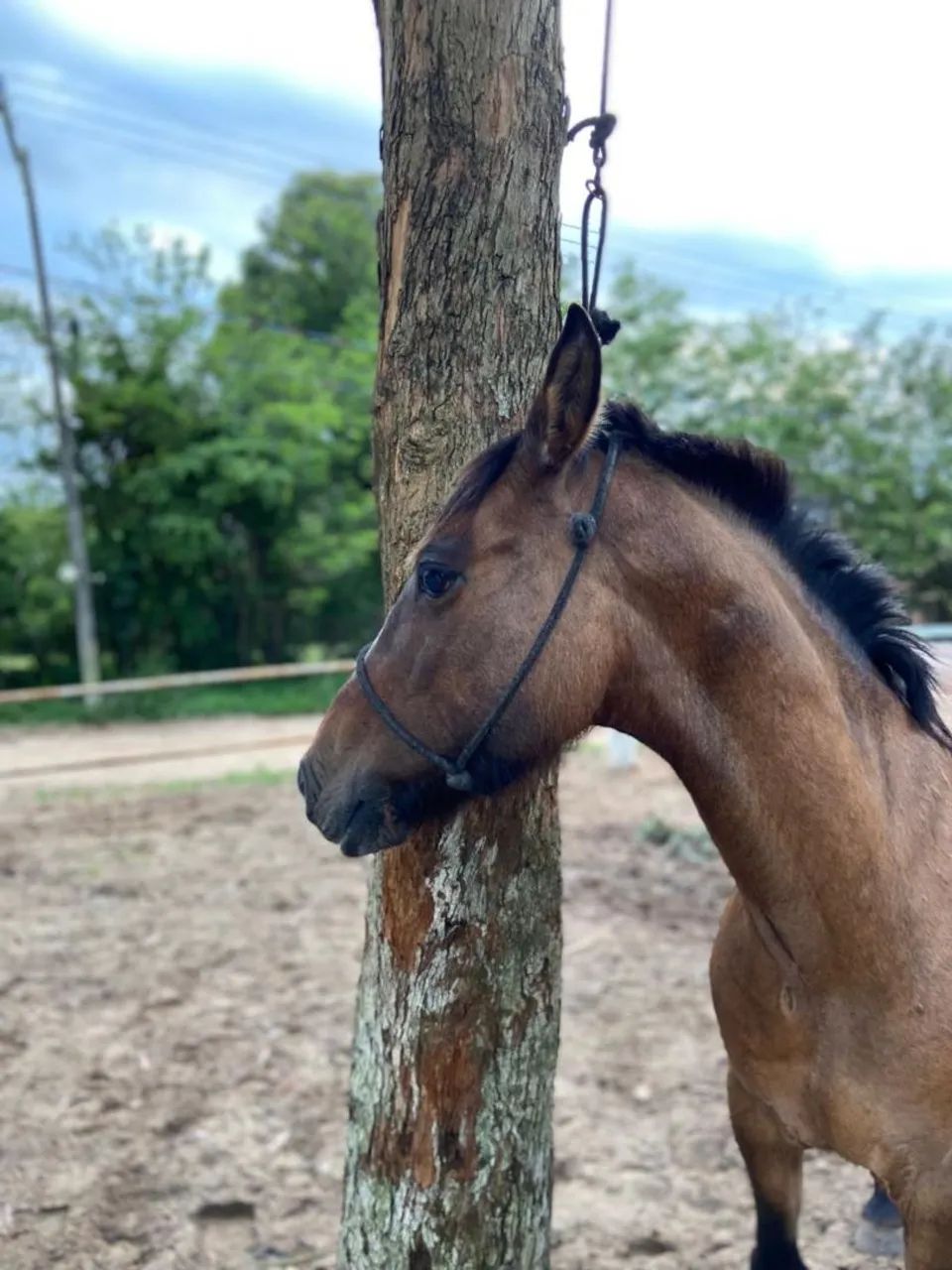 Égua Crioula  - Foto 3