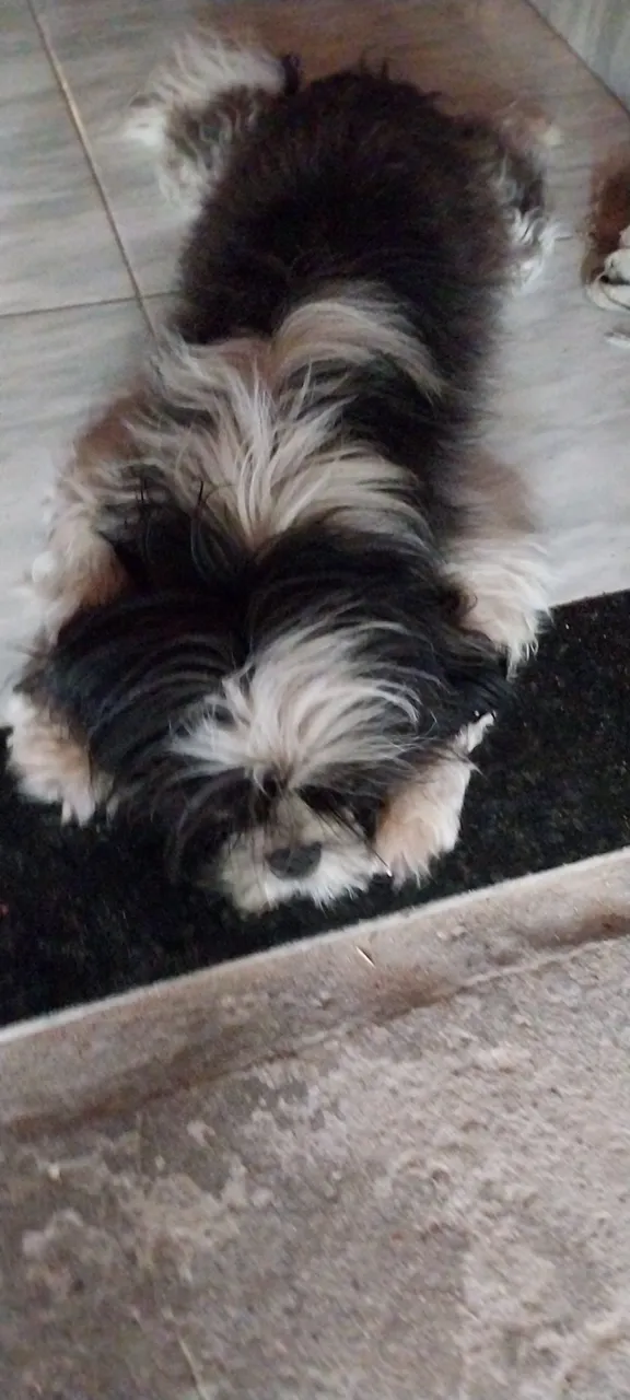 Shih Tzu Fofo pra venda