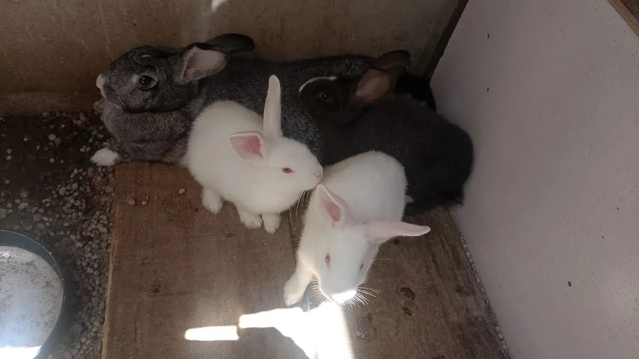 Filhotes de coelhos Gigante64750427719555120