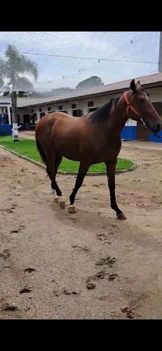 Potro a venda sem lesão  - Foto 2