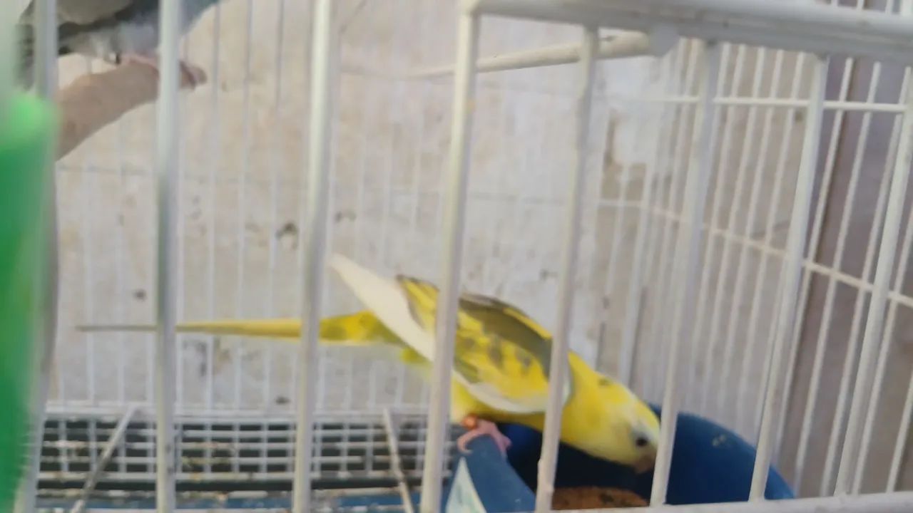 Gaiolas 64314061510530122