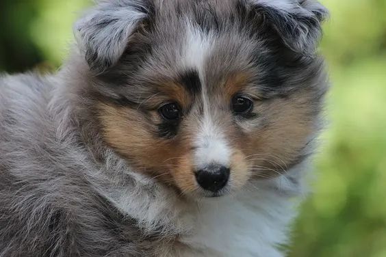 Pastor de Shetland Dócil 