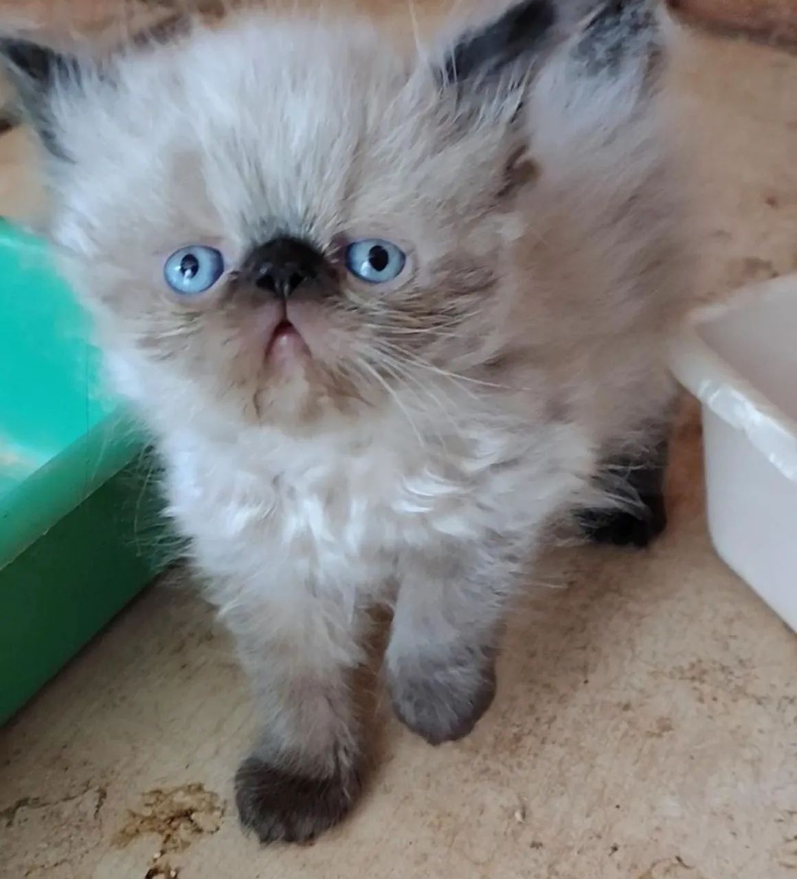 Gatinho Persa - Foto 2