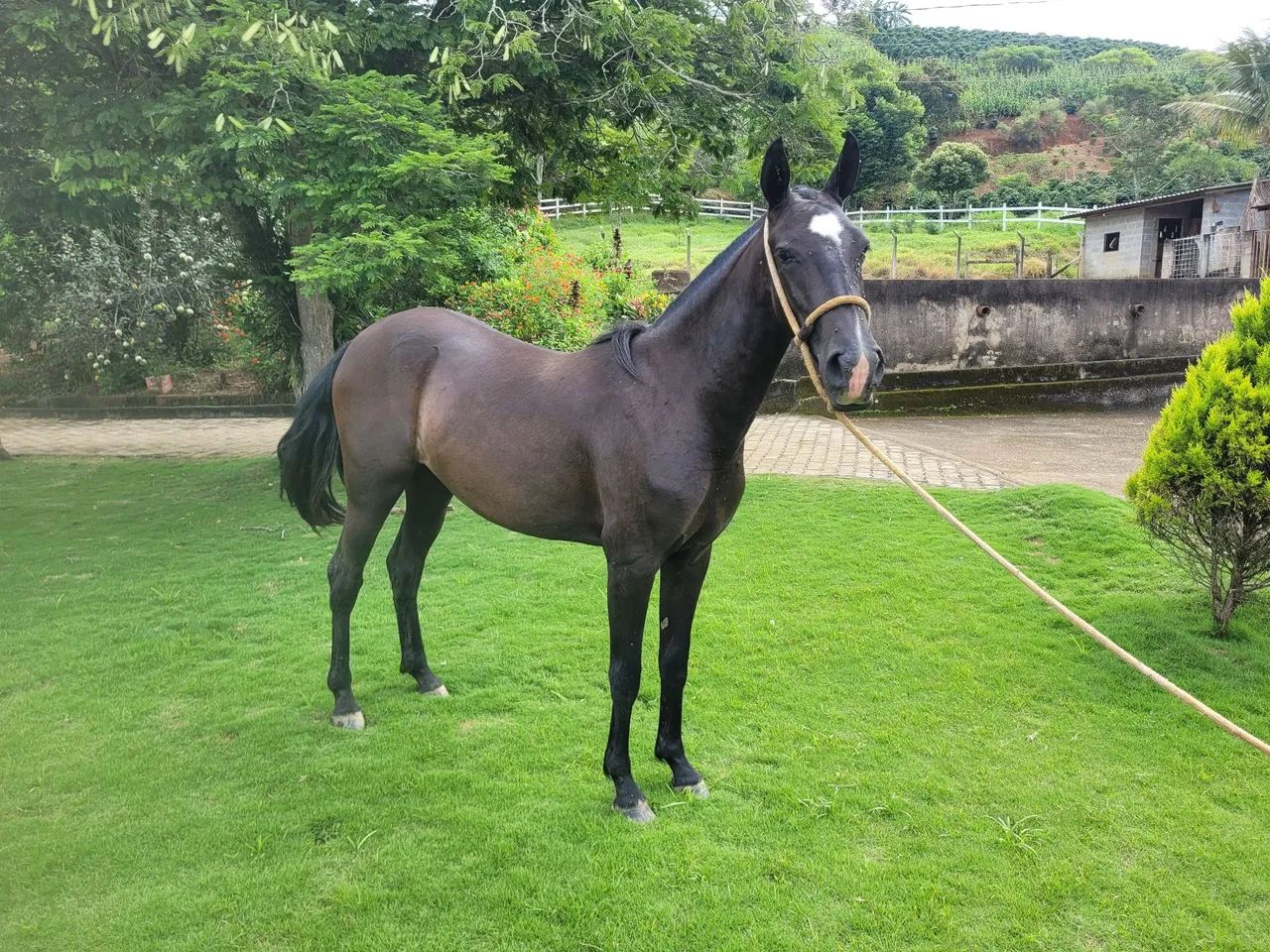 Potra negra  - Foto 5