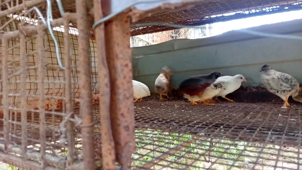 Codornas64849877886465121