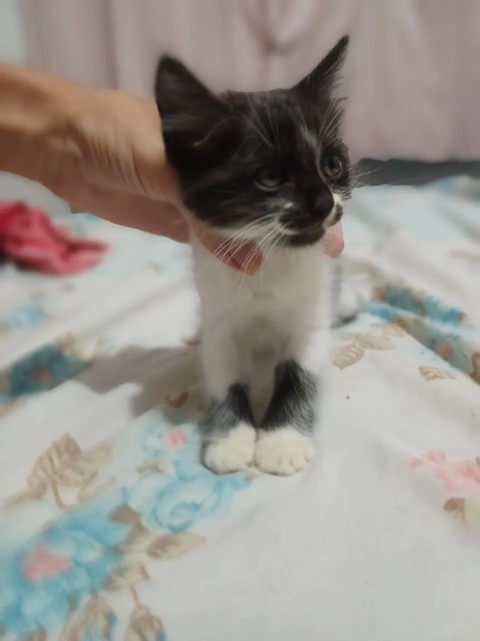 Gatinhos novinhos com 2 meses  - Foto 2