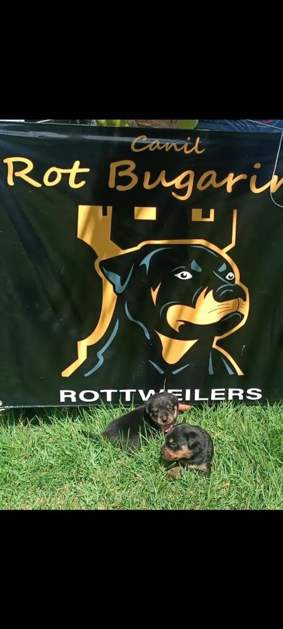 Filhote de rottweiler alto padrão  - Foto 5