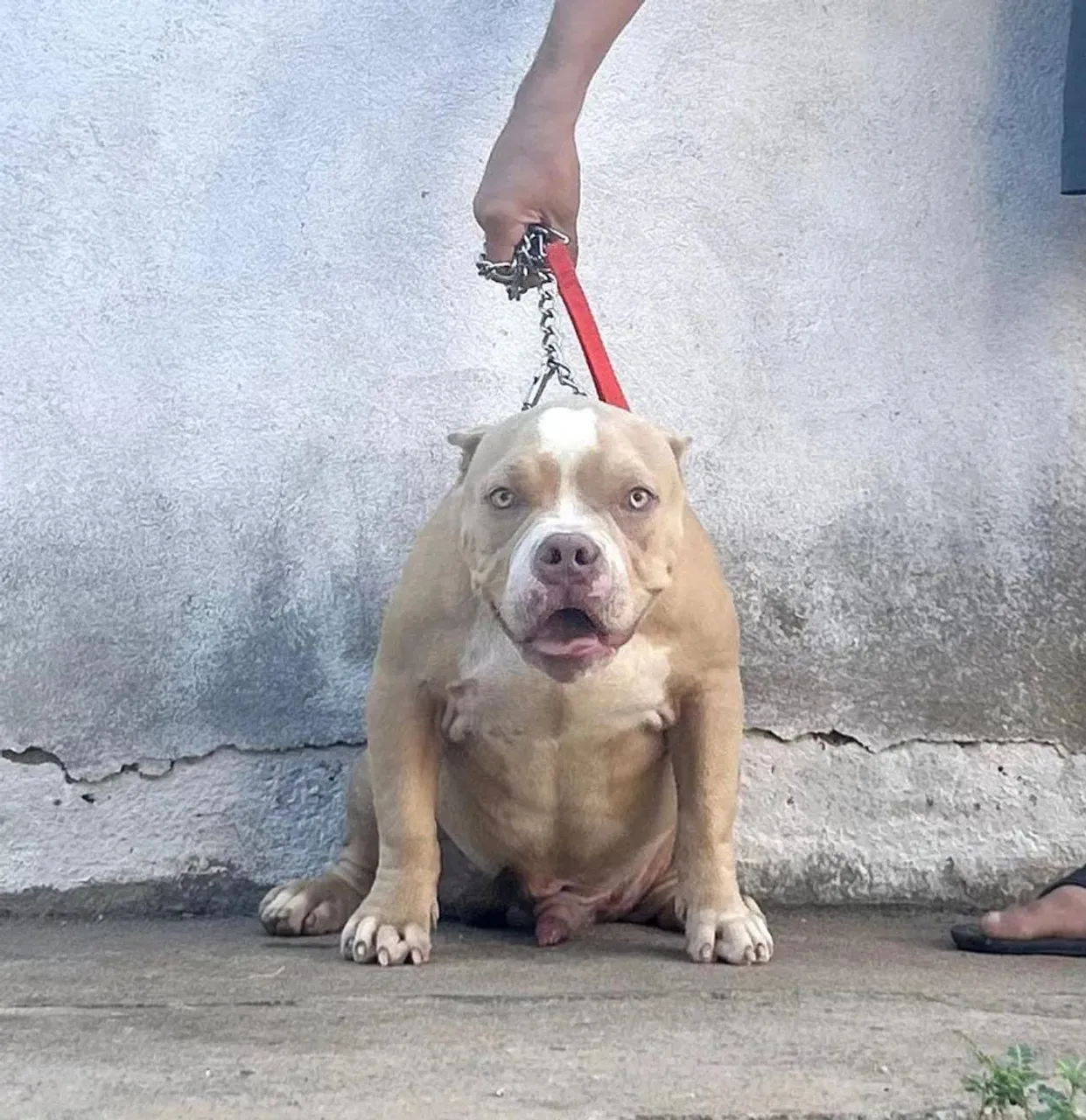 Pitbull Americano Exclusivo - Porte Imponente