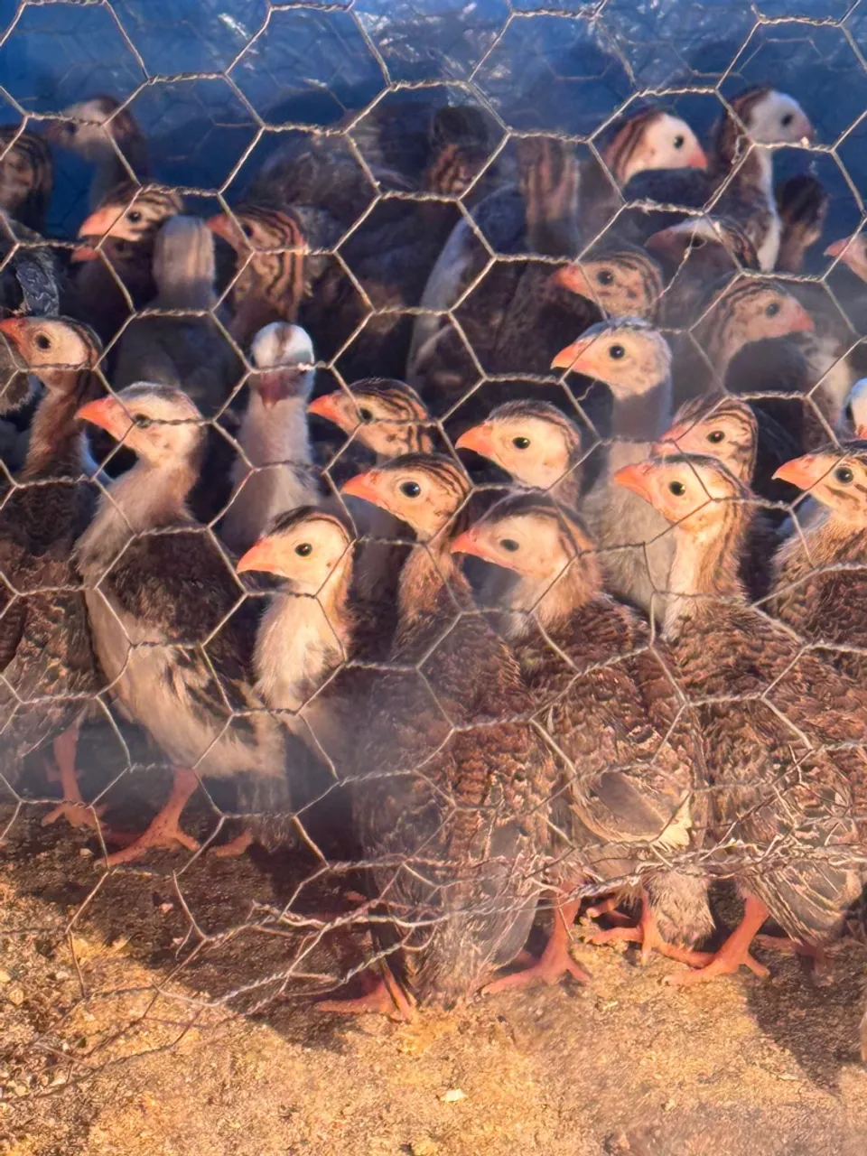 Picote (galinha da angola)