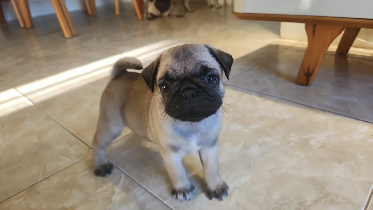 Lindo casal de pug a venda.disponivel