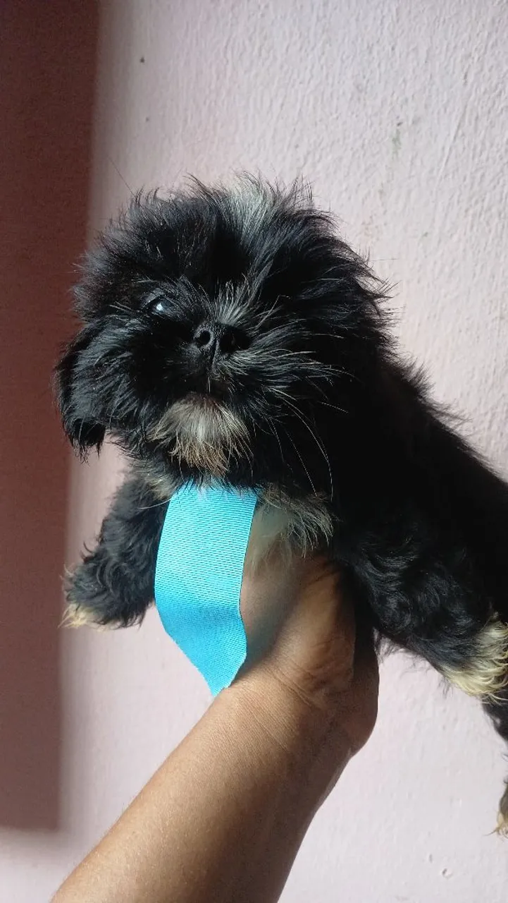 PROMOÇÃO DE SHIH TZU MACHO 