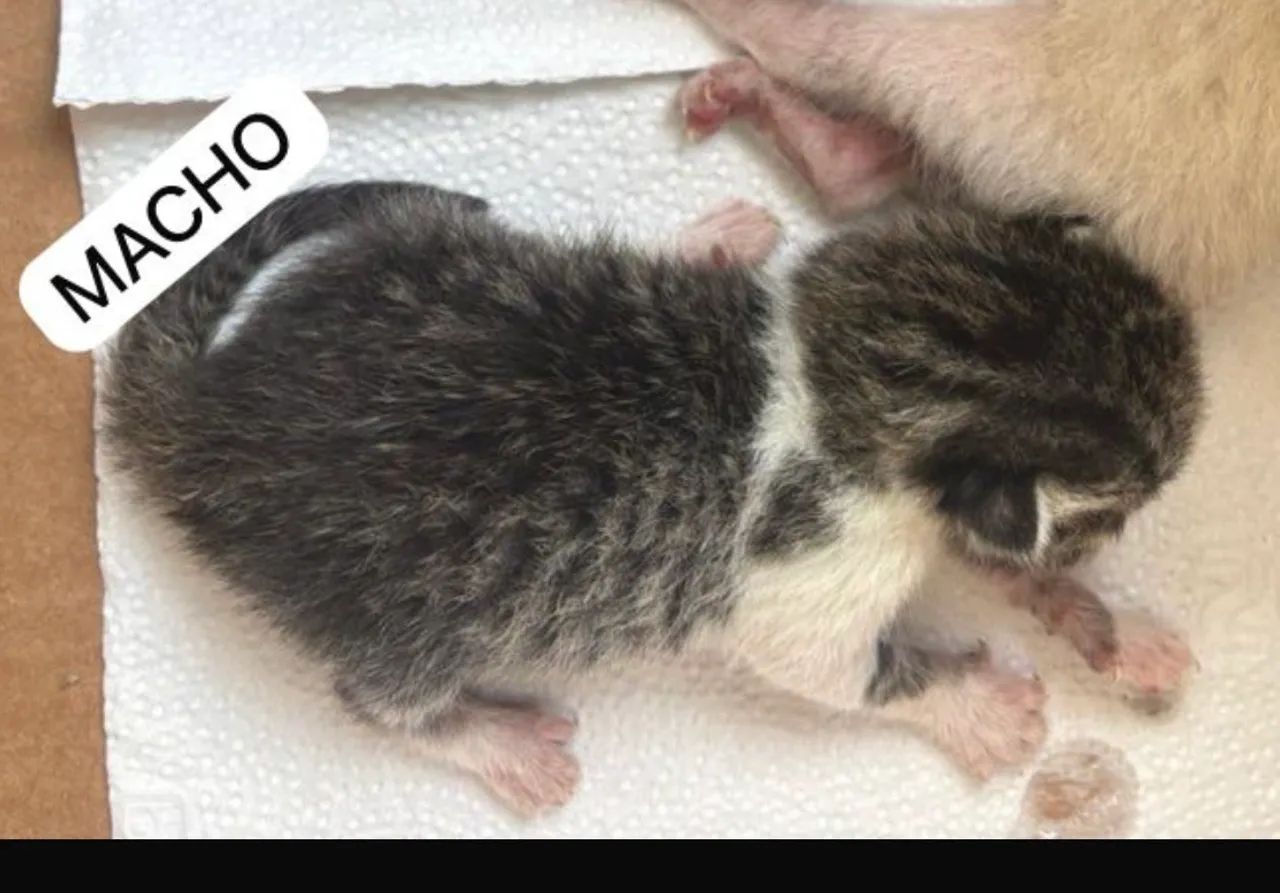 Doação de gatos filhotes